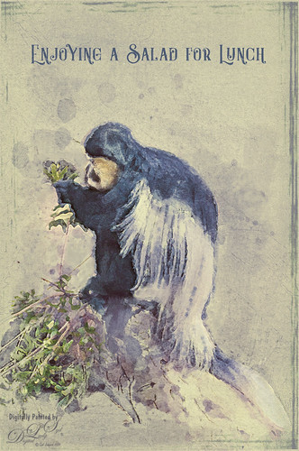Watercolor image of a Angolan Colobus monkey eating some greens