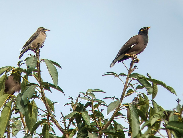 Common Myna and Rosy Starling