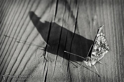 algoma antenna butterfly cast dock dof evening golf grain marina moth saultstemarie shadowpuppets shallow thessalon wood