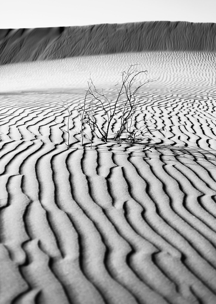 Life and death | Mesquite Flats Sand Dunes | Jason Snyder | Flickr