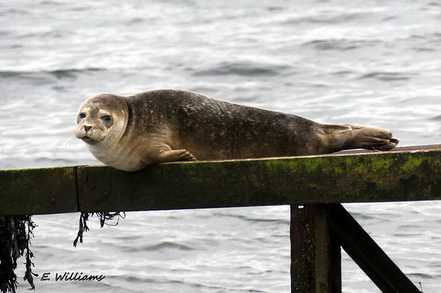 Common Seal, Great Cumbrae