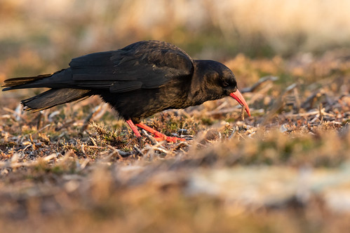 chough southstackcliffs anglesey wales winter canon canon7dmkii wildlife wild nature ngc natural bird birding birdwatching dawn nohide handheld