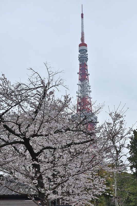 櫻花和東京鐵塔