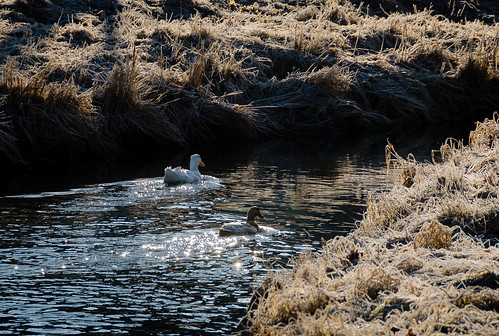 2019 canada kingsville lakesidepark march millcreek ontario ducks frost sunrise water winter