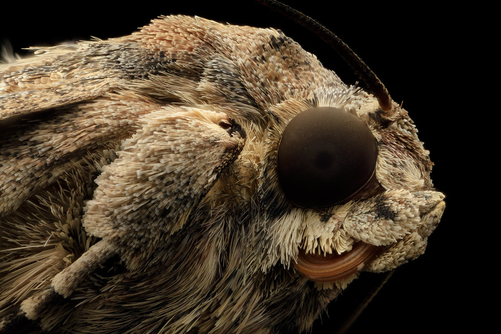 fall armyworm, head, side_2014-06-17-12.40 | Corn Destructor… | Flickr
