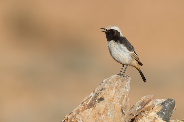 Oenanthe moesta | Red-rumped Wheatear | berberstenskvätta