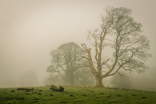 A dying oak tree in the morning mist
