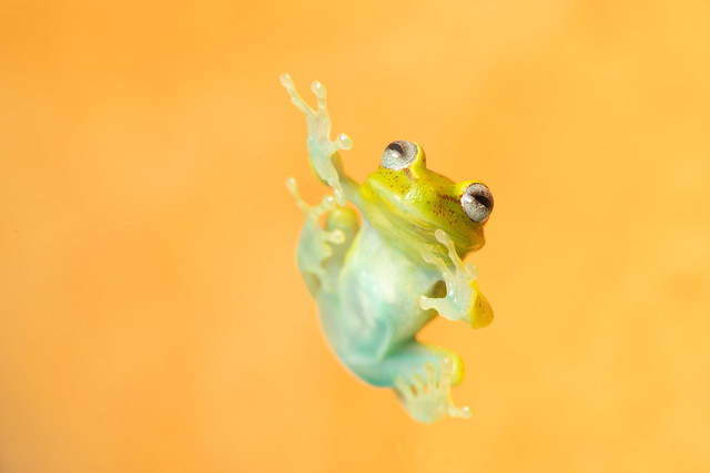 Glass Frog On Orange