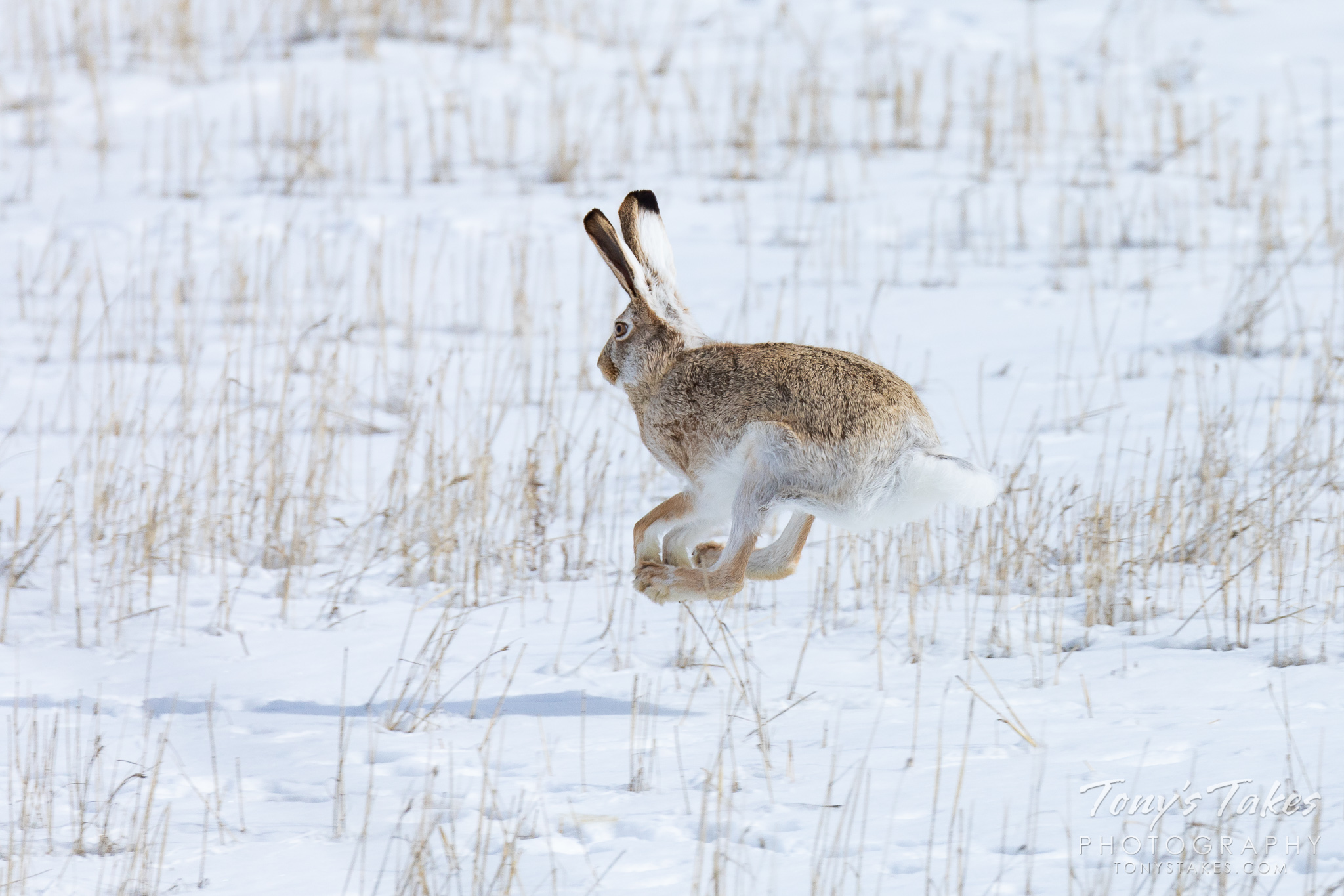 A white-tailed jackrabbit takes off running on the Colorado plains. (© Tony’s Takes)