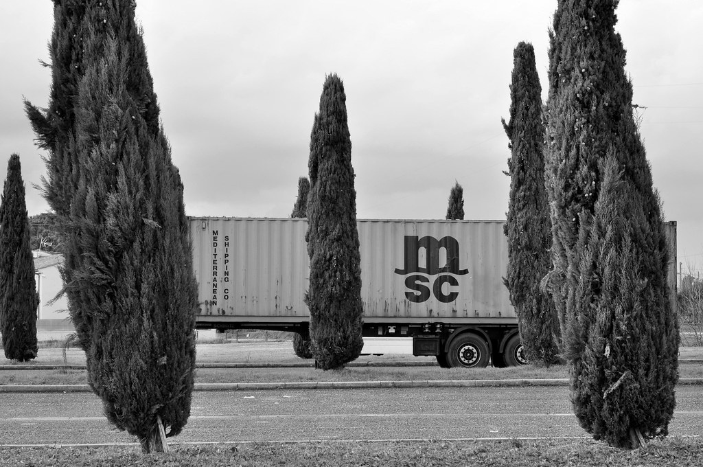 truck container in the pine trees