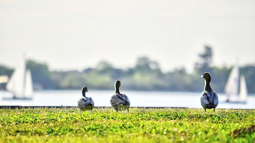 ballarat lakewendouree duck ducks