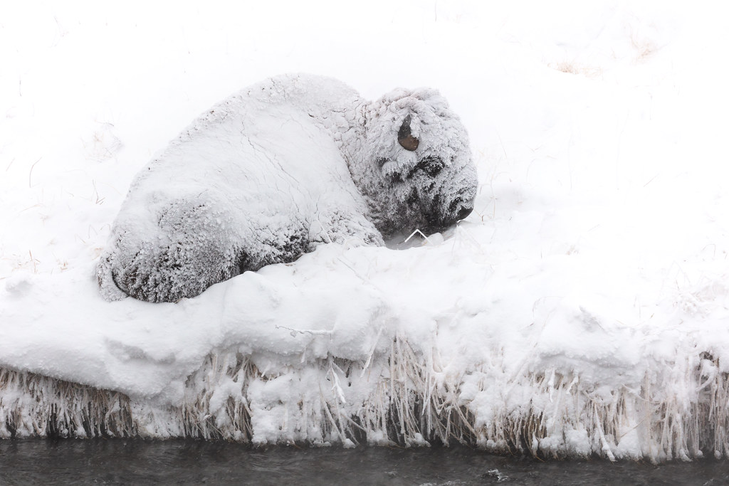 A Snow Covered Bison Resting Along The Gardner River Flickr