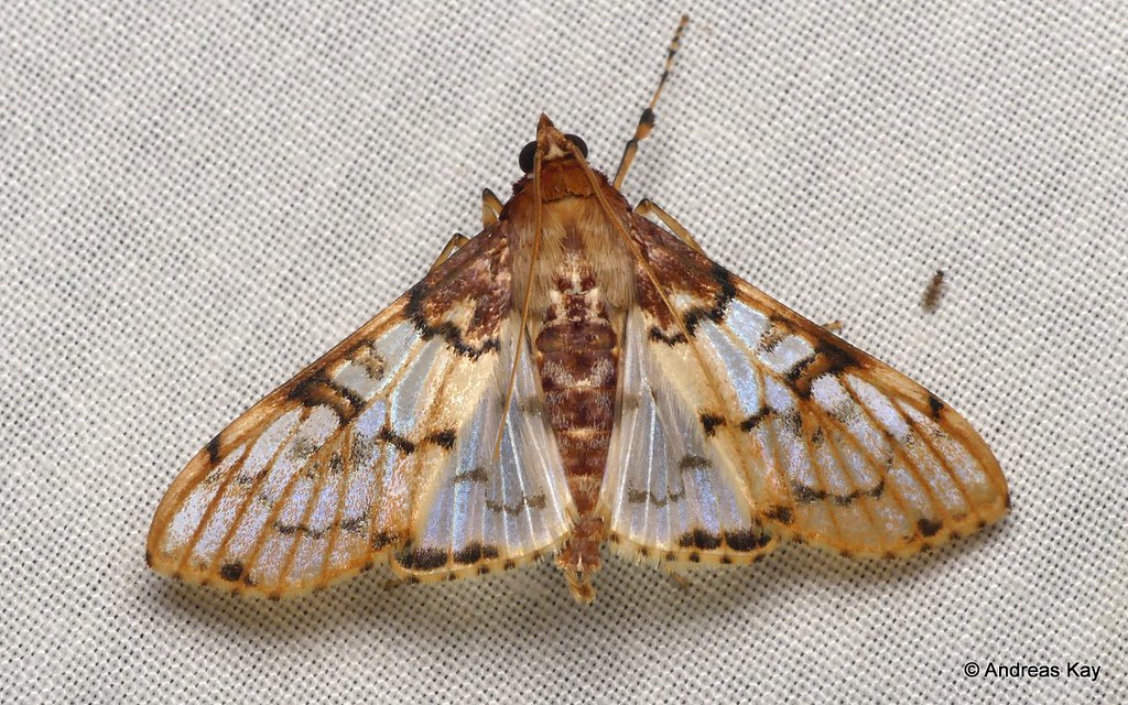 Moth, Azochis sp., Crambidae, Spilomelinae