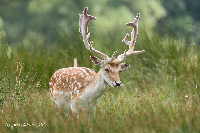 Attingham Park Deer II