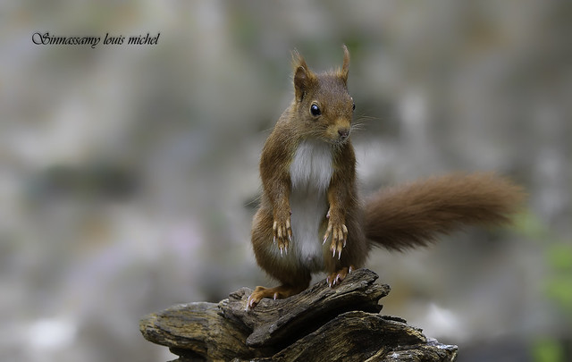 Red squirrel / Écureuil roux