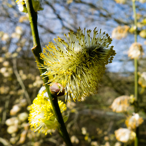 Pollen-tipped catkins