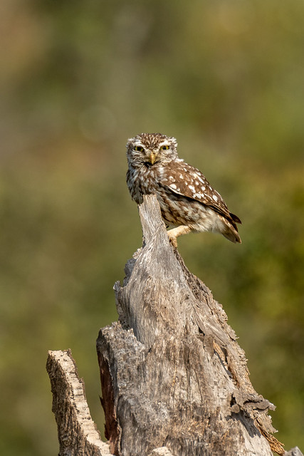 Little Owl - Mocho-galego - Athene noctua