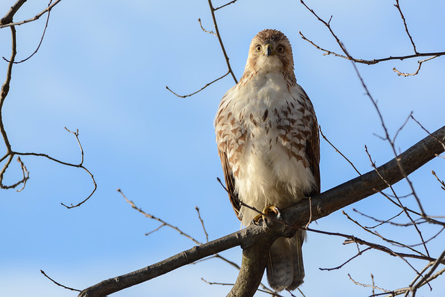 Red-tailed Hawk (Juv.)