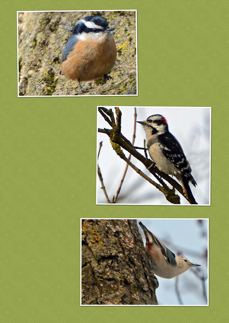 The Nuthatch in my backyard - a story, part 4