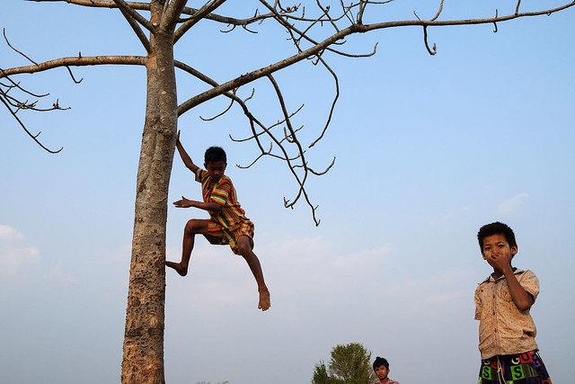 Tree - Mrauk U, Myanmar