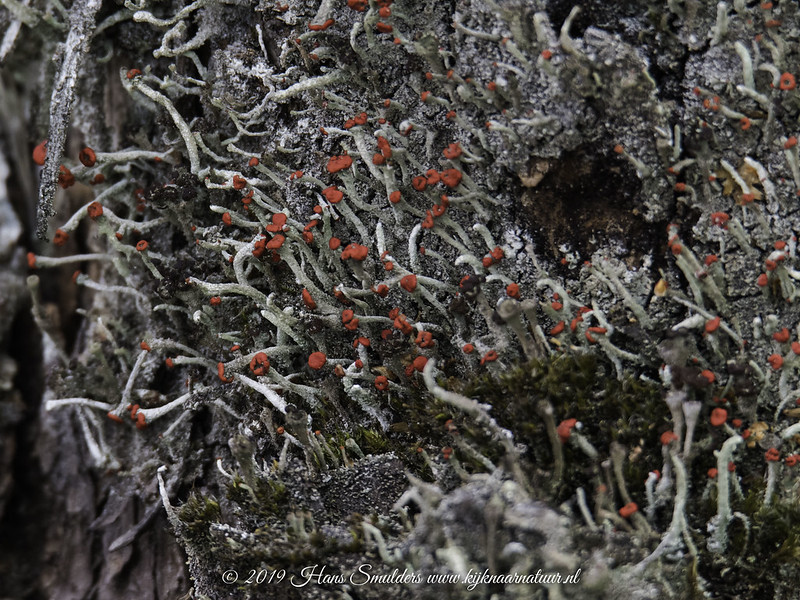 Rode heidelucifer (Cladonia floerkeana)-819_0730