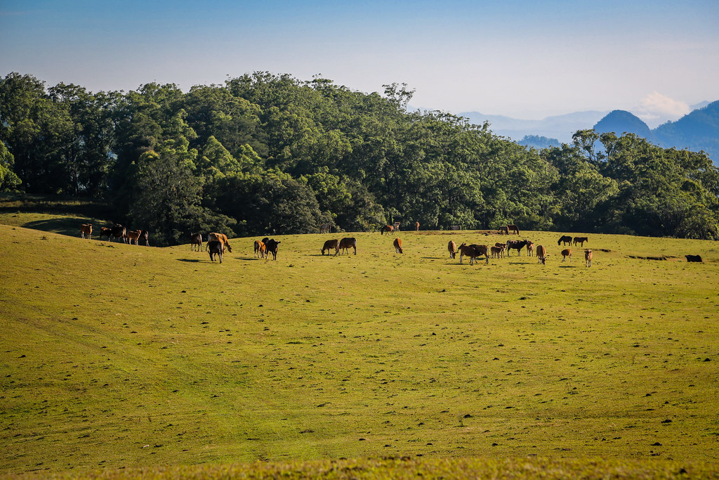 Cattle grazing on Soe. Photo by Aris Sanjaya/CIFOR cifor.org forestsnews.cifor.org...