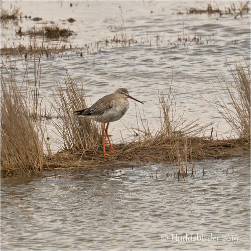 Spotted Redshank-00848