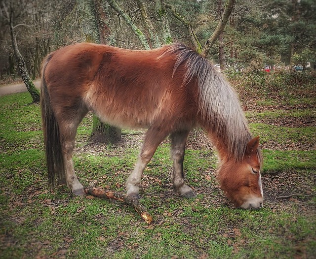 #NewForestPony #pony #horse #equine #newforest #hampshire #britishcountryside