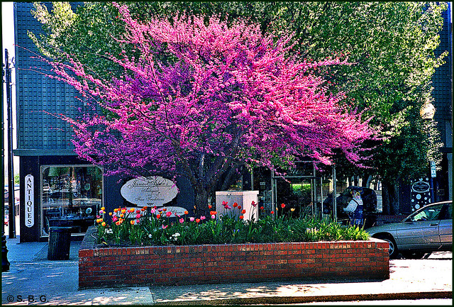 Spring on Main Street - Hendersonville, NC