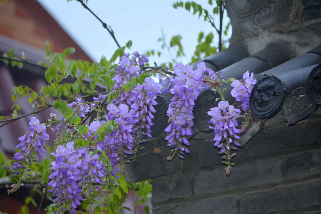 HIXIAN VILLAGE, CHINA.     A PRETTY WISTERIA STARTING TO BLOOM AMONST THE ROOF TILES.    IT WILL LIKE THE RAIN TODAY....