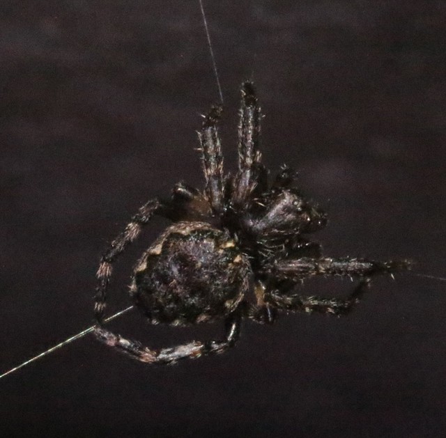cf walnut orbweb spider Nuctenea  umbratica
