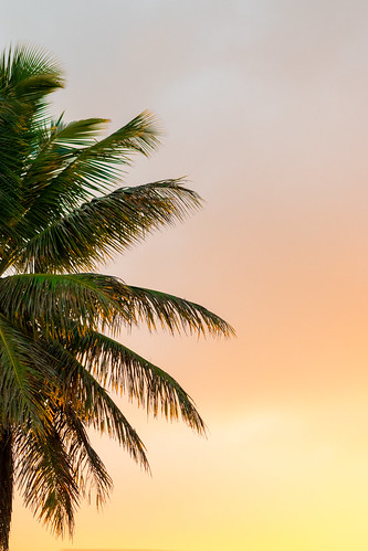 coconut tree coco palmtree goldenhour landscapes dominicanrepublic