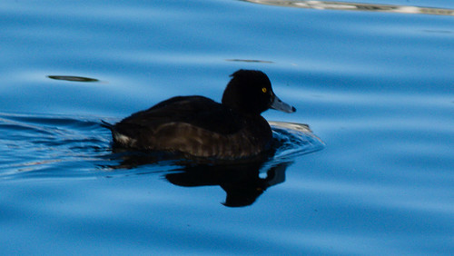 Female tufted duck swimming by