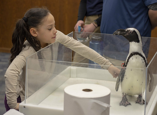 Newport Aquarium Penguin