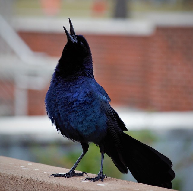 Beautiful boat-tailed grackle male singing