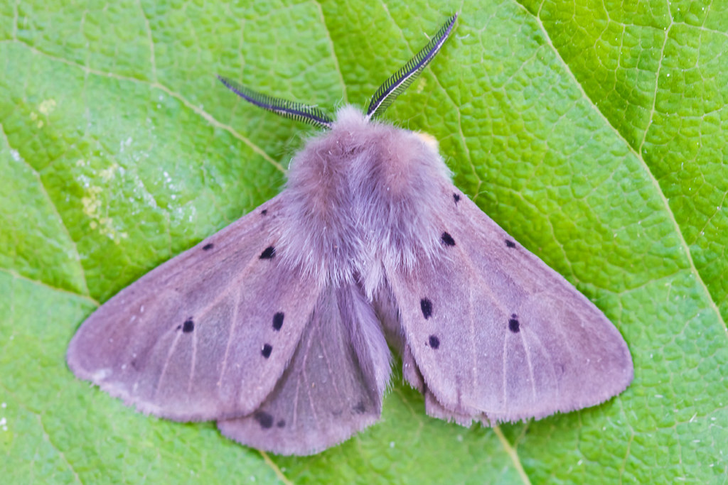 _W4A9010 Muslin Moth (Diaphora mendica) | Tony Morris | Flickr