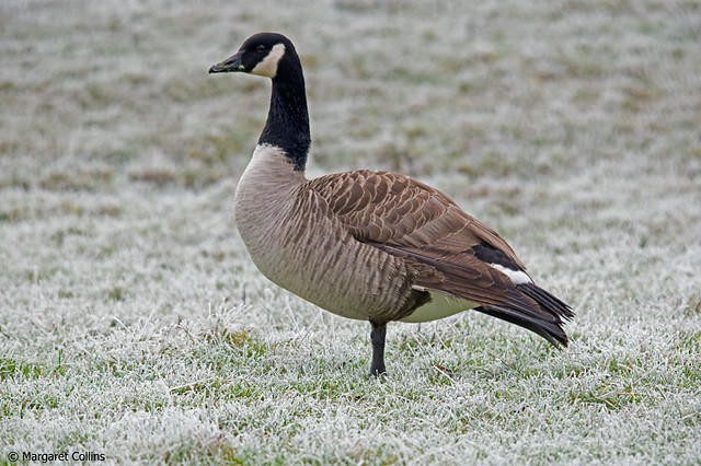 Branta canadensis Canada Goose on Frozen Grass