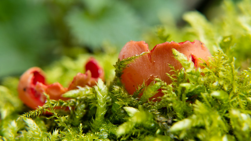Red, green: scarlet elf cup fungi