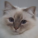 Birman Cat Pictures and Information - Cat-Breeds.com