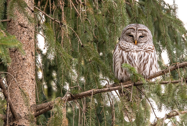 Barred Owl in Pine Tree-1