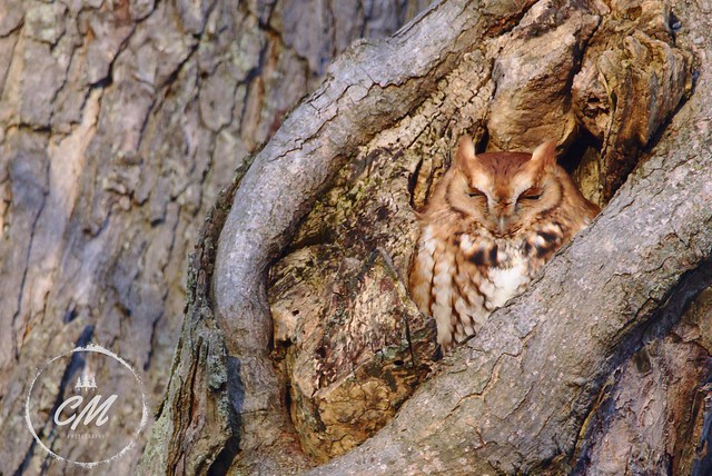 Sleepy Screech Owl