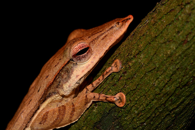 Long-snouted Tree-frog - 1