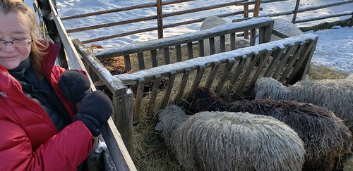 newross novascotia museum anne sheep