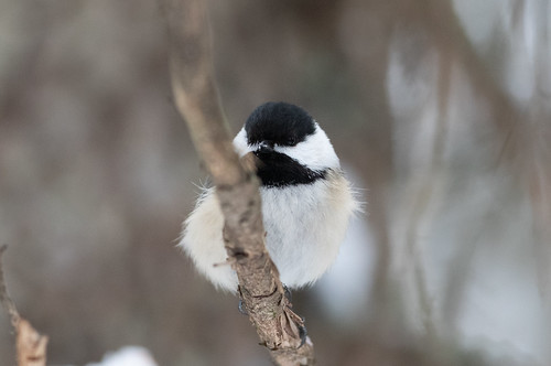 Black-capped Chickadee