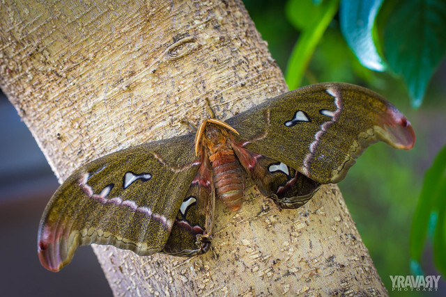 Papillon Cobra / Cobra Moth / attacus atlas