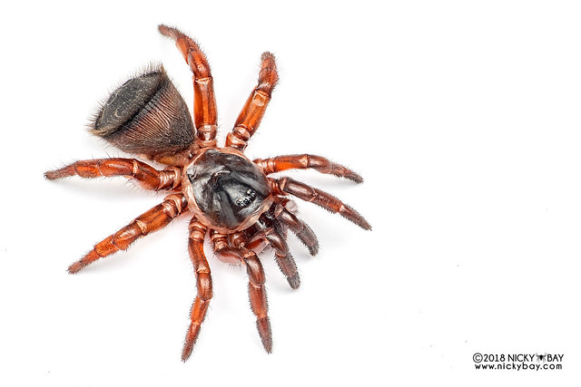 Cork-lid trapdoor spider (Cyclocosmia sp.) - DSC_0880