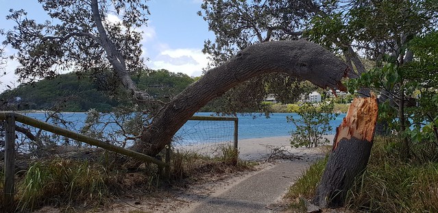 Tree down due to Cyclone Oma at Tarabora Reserve, Palm Beach. Aus.