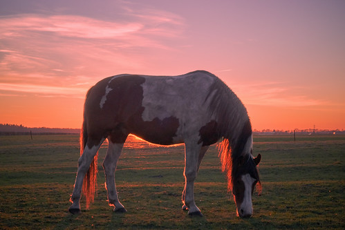 horses pferde paarden landscape landschaft landschap sunset sonnenuntergang zonsondergang terhaar westerwolde niederlande nederland sonya6000 sonyilce6000 sonyepz1650mm selp1650 terapel groningen netherlands nl