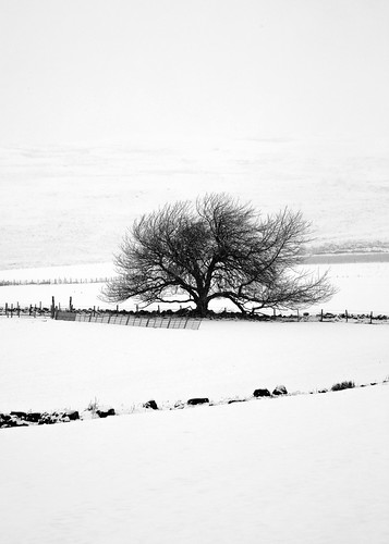 aberdeenshire scotland forestofbirse finzean banchory tree snow minimal landscape white canon canon5d eos