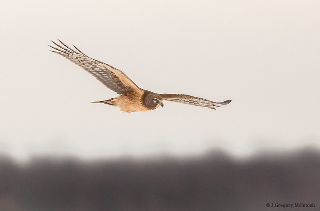 Northern Harrier Flyby